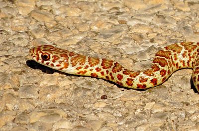 North American Racer