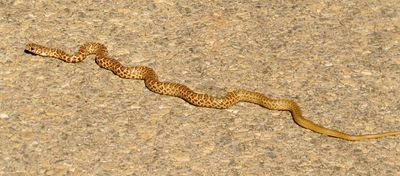 North American Racer