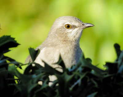 Northern Mockingbird
