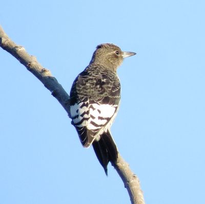 Red-Headed Woodpecker