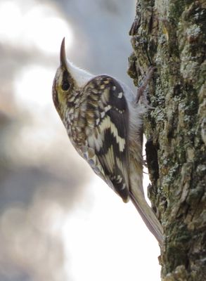 Brown Creeper