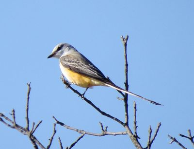 Scissor-Tailed Flycatcher