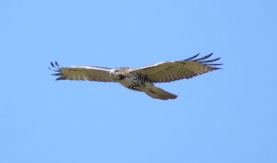 Red-Tailed Hawk