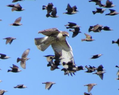 Red-Tailed Hawk