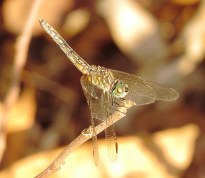 Blue Dasher