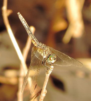 Blue Dasher