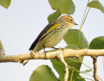 Myrtle Warbler