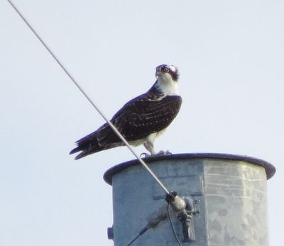 Osprey