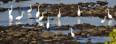 Great Egret