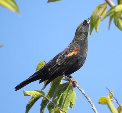 Red-Winged Blackbird