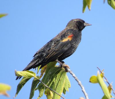 Red-Winged Blackbird