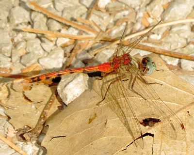 Blue-Faced Meadowhawk