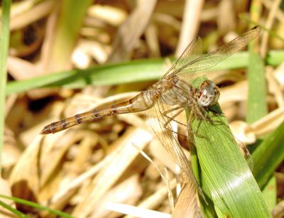 Blue-Faced Meadowhawk