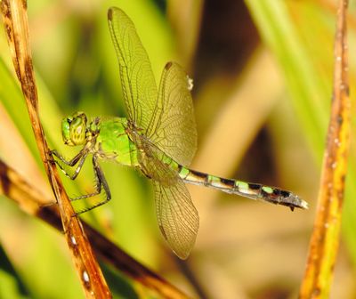 Eastern Pondhawk