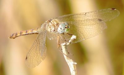 Blue-Faced Meadowhawk