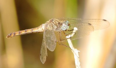 Blue-Faced Meadowhawk