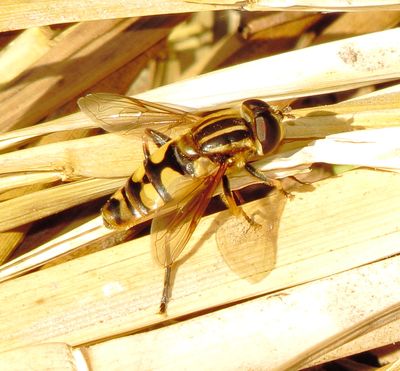 Narrow-Headed Marsh Fly