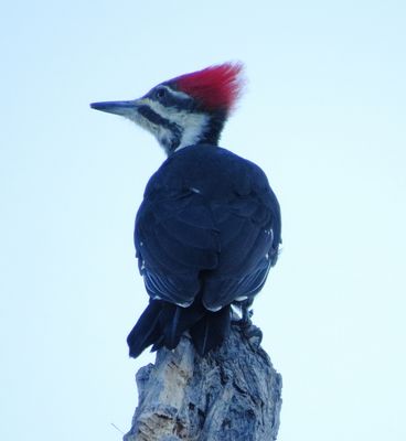 Pileated Woodpecker