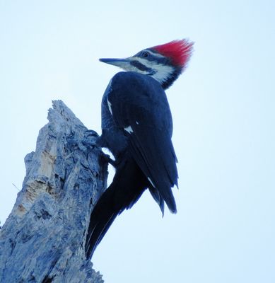 Pileated Woodpecker