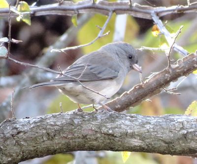 Dark-Eyed Junco