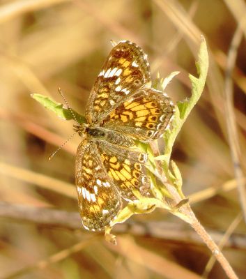 Phaon Crescent