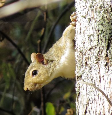Eastern Gray Squirrel