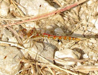 Variegated Meadowhawk