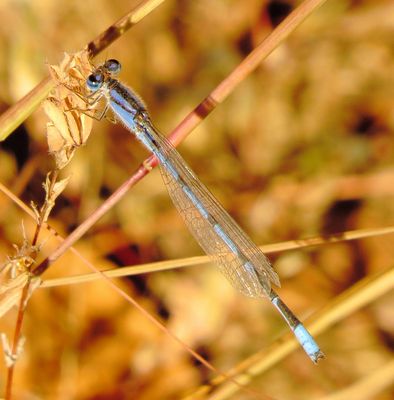 Familiar Bluet