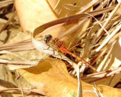 Blue-Faced Meadowhawk