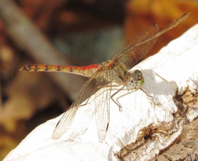 Blue-Faced Meadowhawk