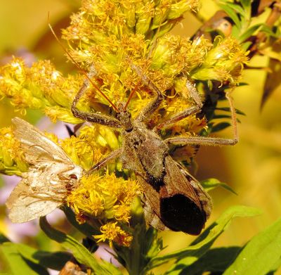 North American Wheel Bug