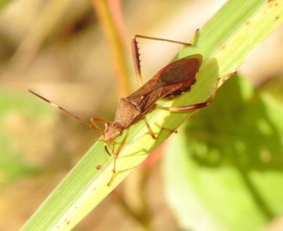 Lupine Bug