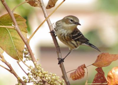 Myrtle Warbler
