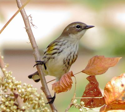 Myrtle Warbler