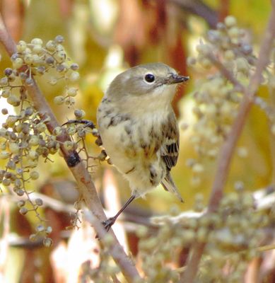 Myrtle Warbler
