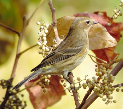 Myrtle Warbler