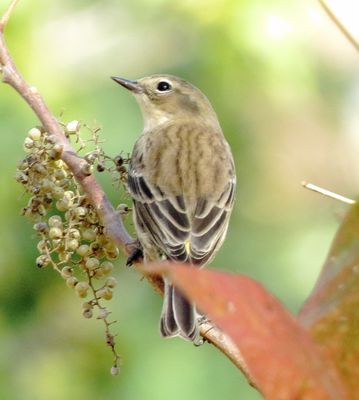 Myrtle Warbler
