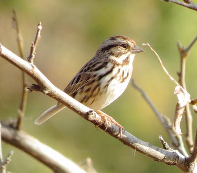 Song Sparrow