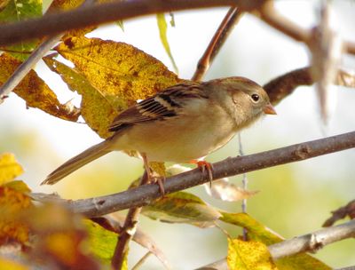 Field Sparrow