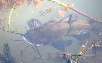Black Bullhead