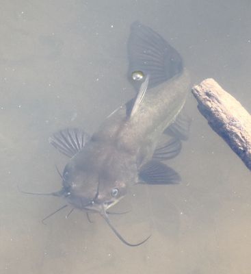 Black Bullhead