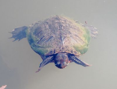 Red-Eared Slider