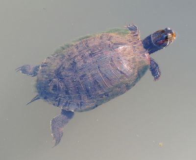 Red-Eared Slider
