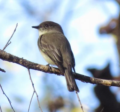 Eastern Phoebe