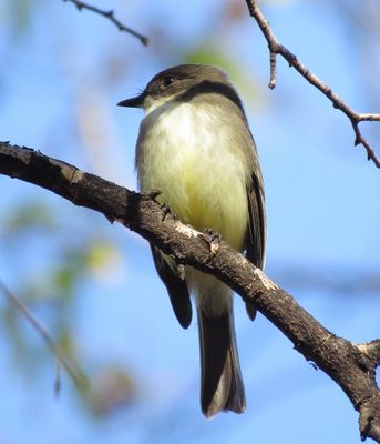 Eastern Phoebe