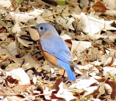Eastern Bluebird