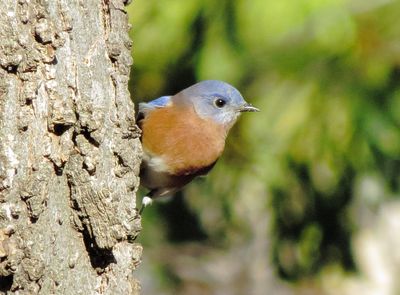 Eastern Bluebird