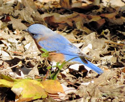 Eastern Bluebird