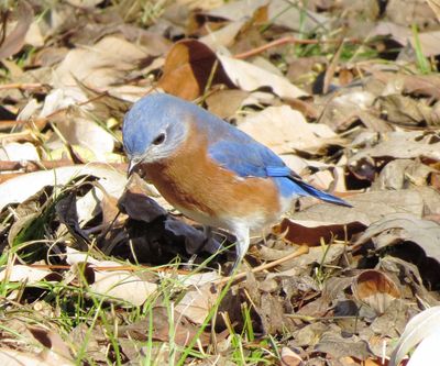 Eastern Bluebird