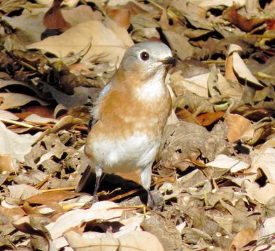 Eastern Bluebird